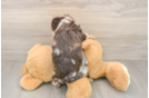 Sweet Cavapoo Baby