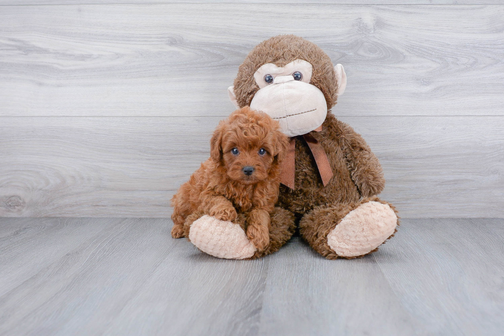 Best Cavapoo Baby