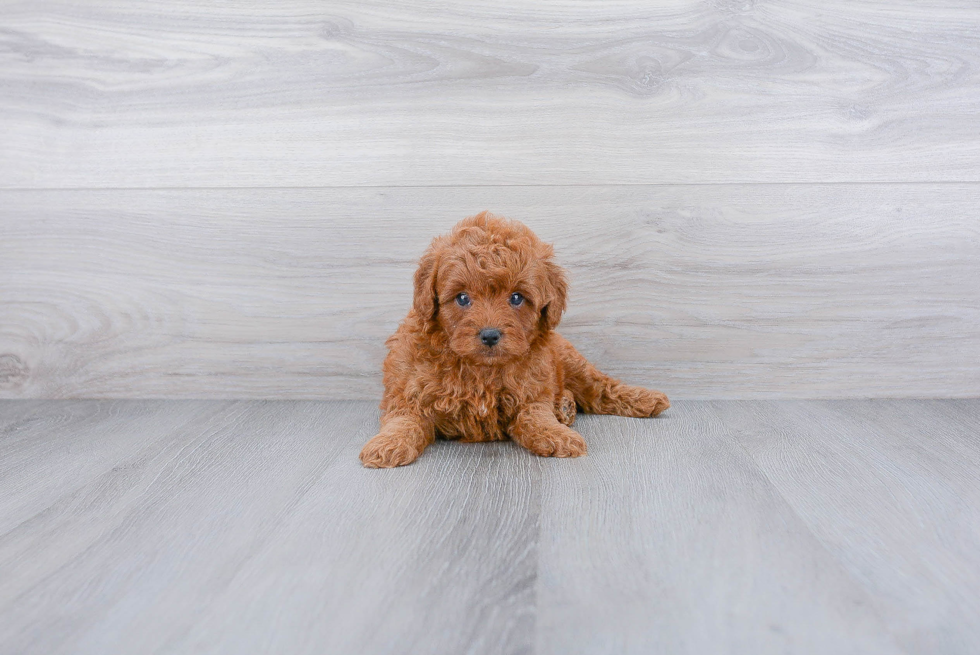 Smart Cavapoo Poodle Mix Pup