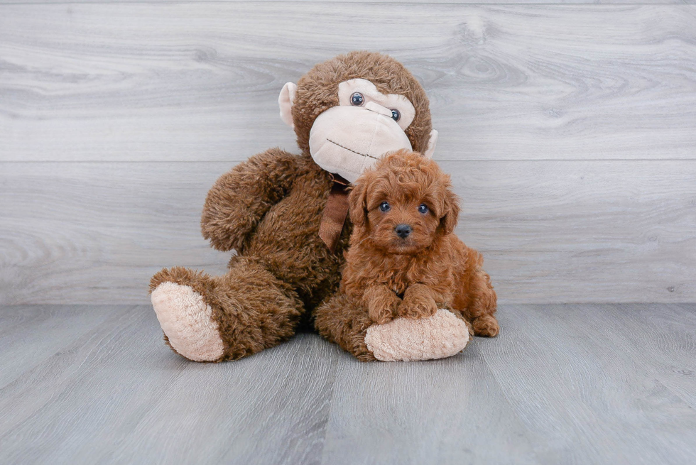 Cavapoo Pup Being Cute