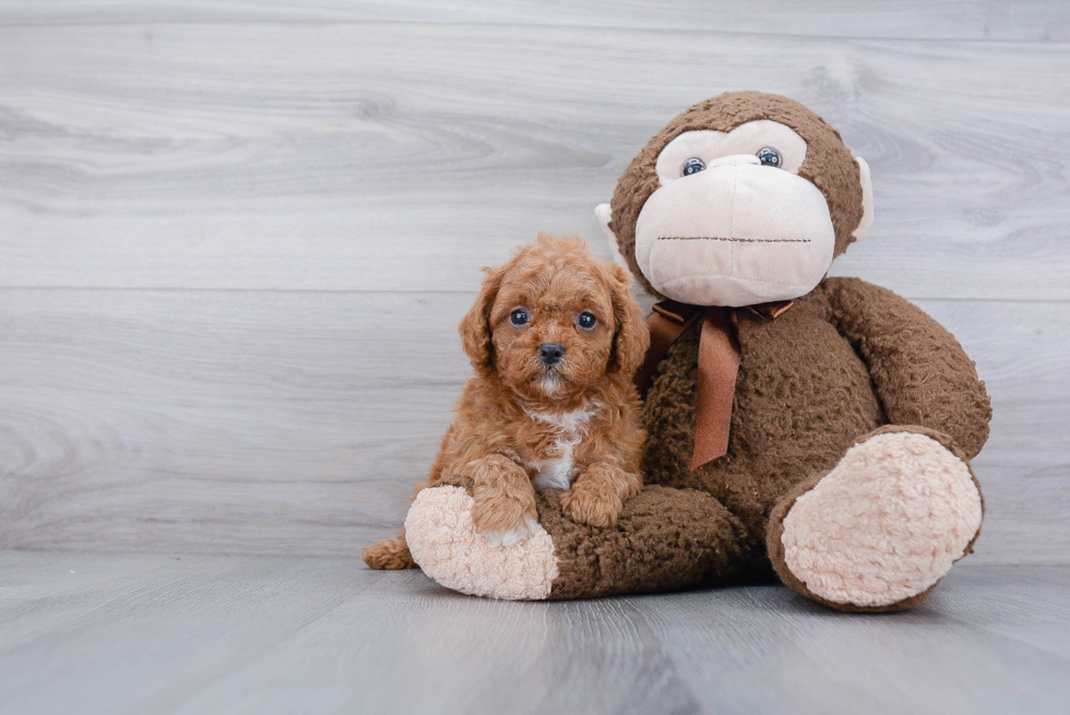 Cavapoo Puppy for Adoption