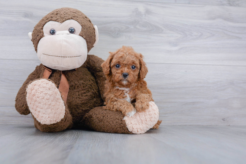 Cavapoo Puppy for Adoption