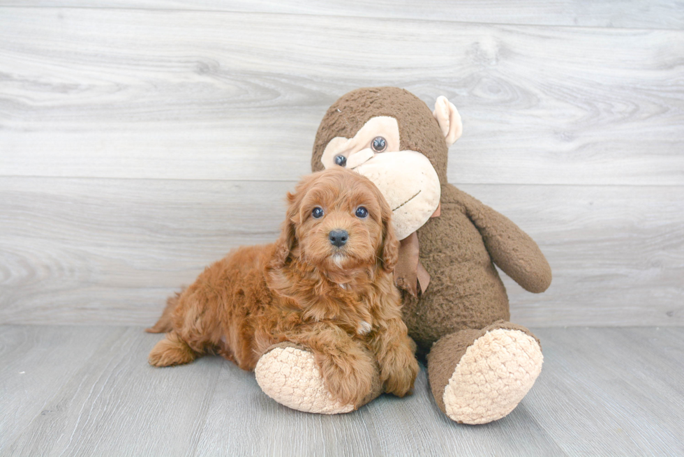 Cavapoo Pup Being Cute