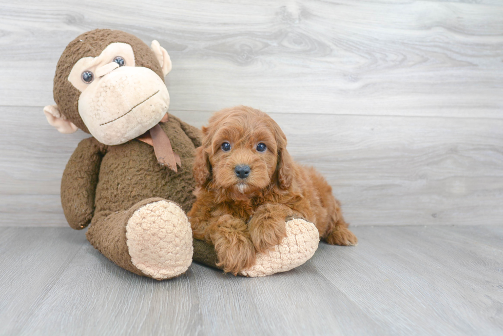 Sweet Cavapoo Baby