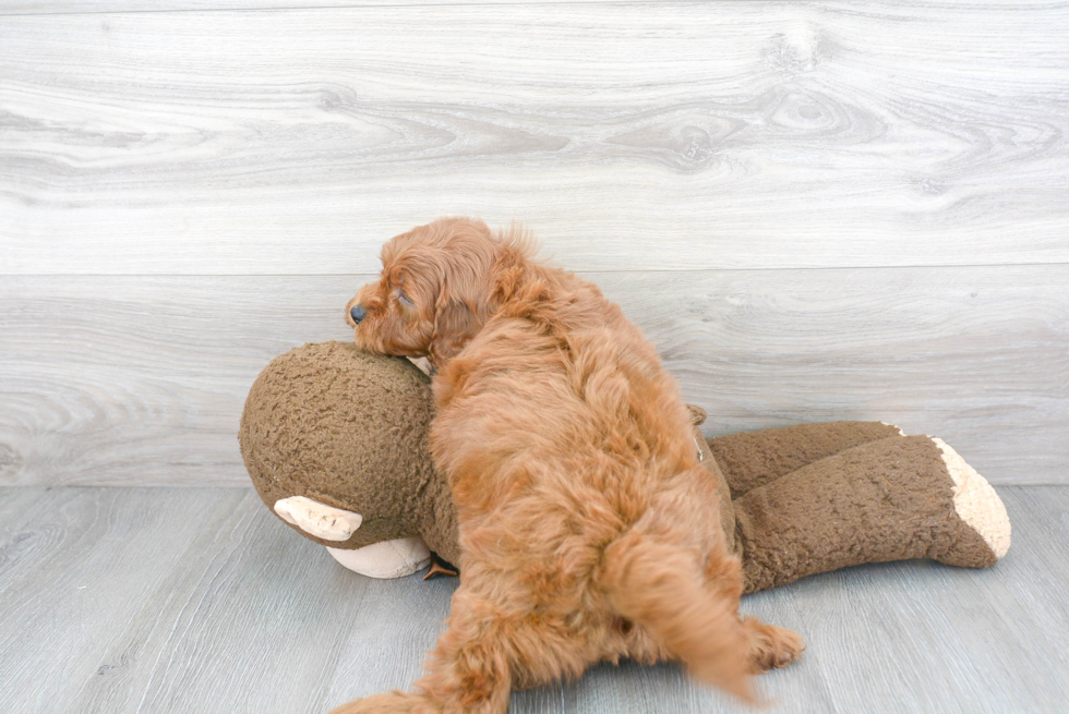 Cavapoo Pup Being Cute