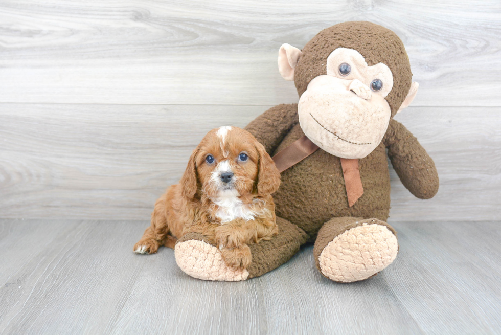 Cavapoo Pup Being Cute