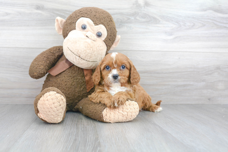 Cavapoo Puppy for Adoption