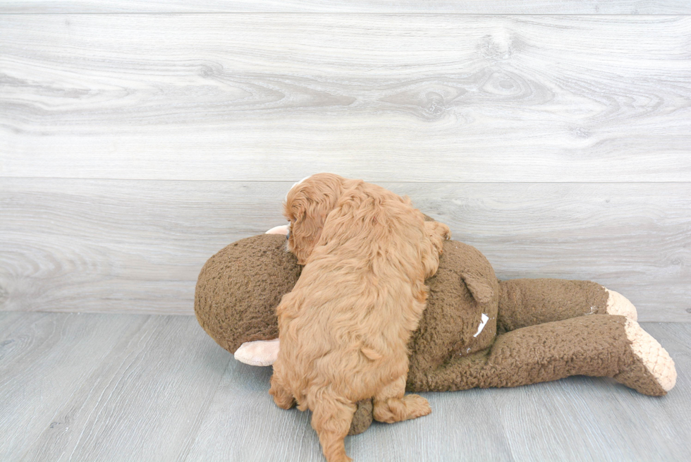 Best Cavapoo Baby