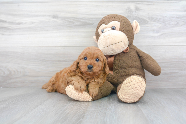 Friendly Cavapoo Baby