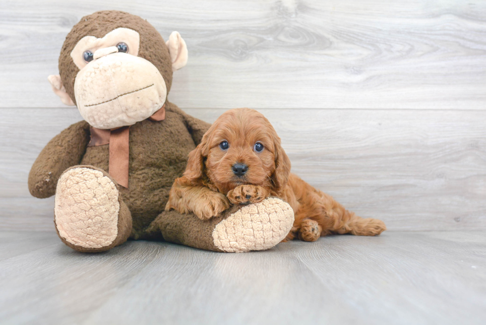 Best Cavapoo Baby