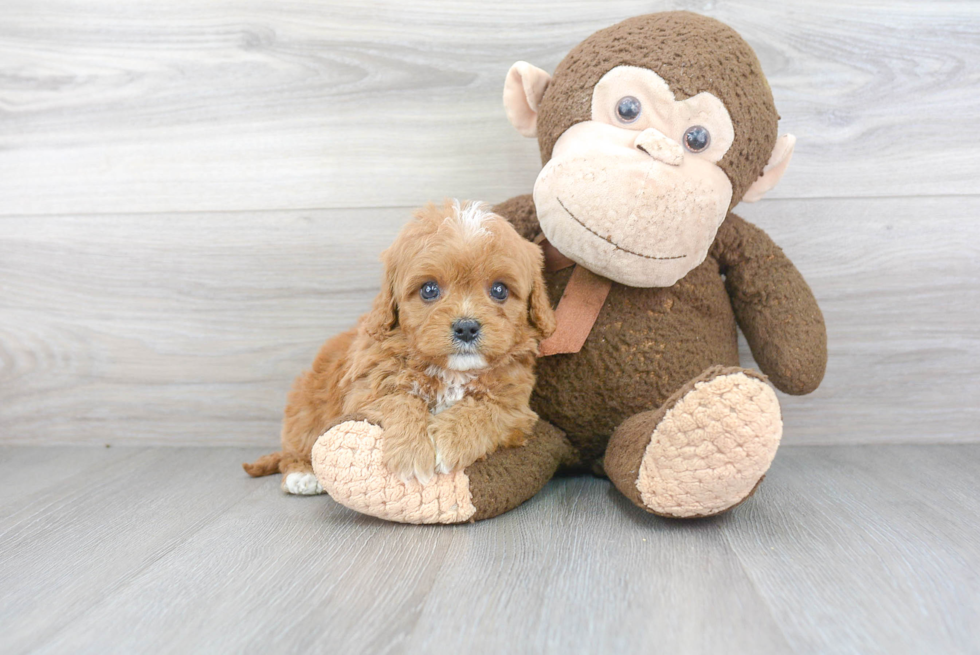 Cavapoo Puppy for Adoption