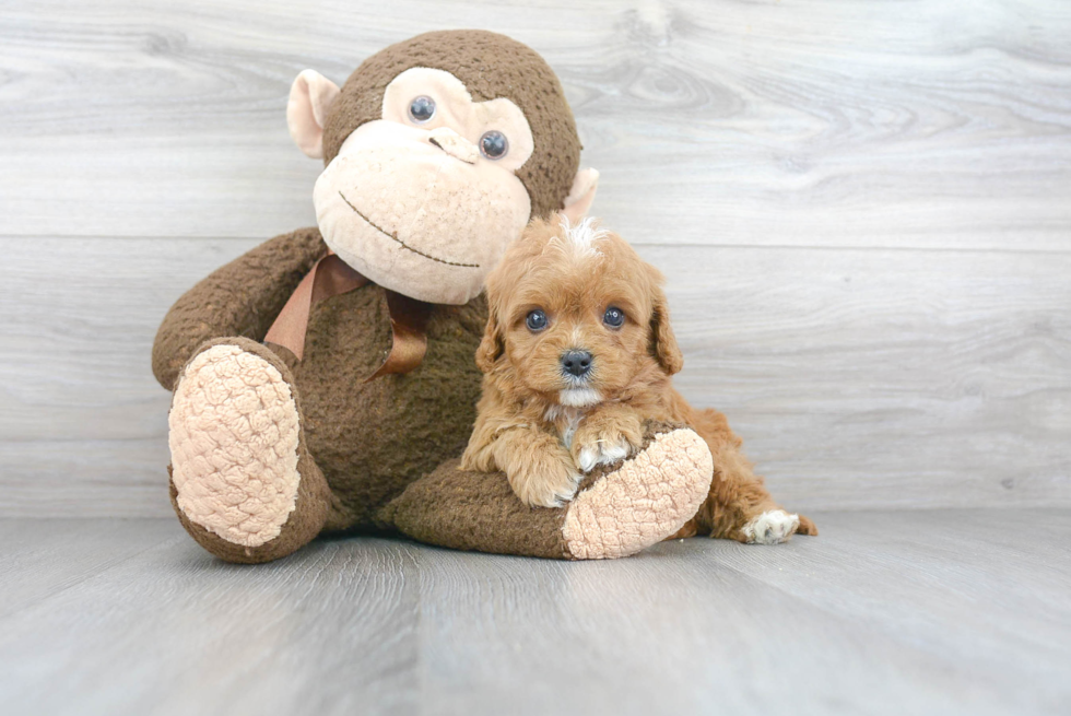 Cavapoo Pup Being Cute