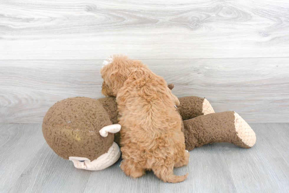 Friendly Cavapoo Baby