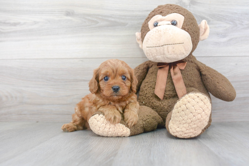 Sweet Cavapoo Baby