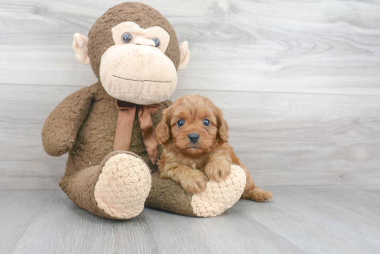 Best Cavapoo Baby