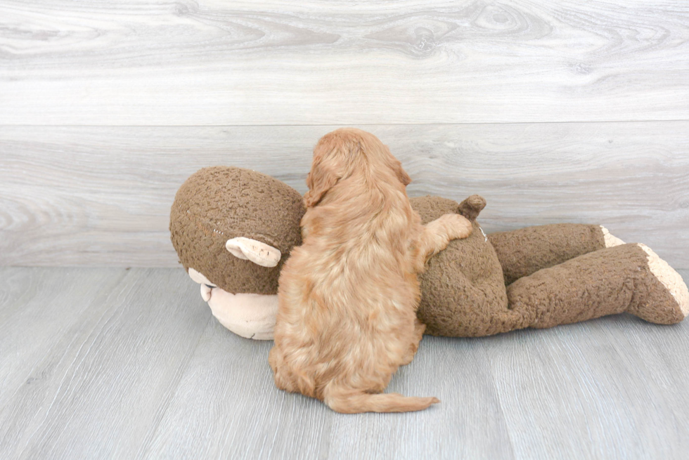 Happy Cavapoo Baby