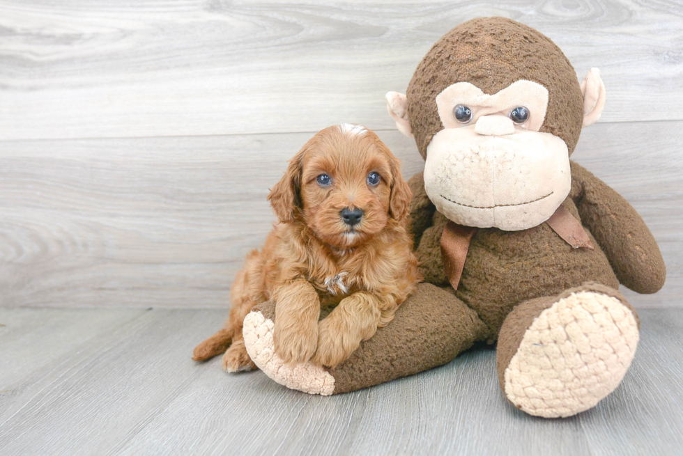 Cavapoo Pup Being Cute