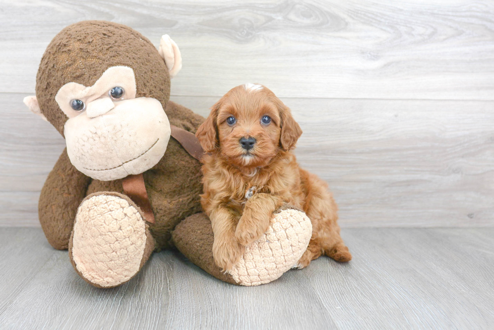 Best Cavapoo Baby