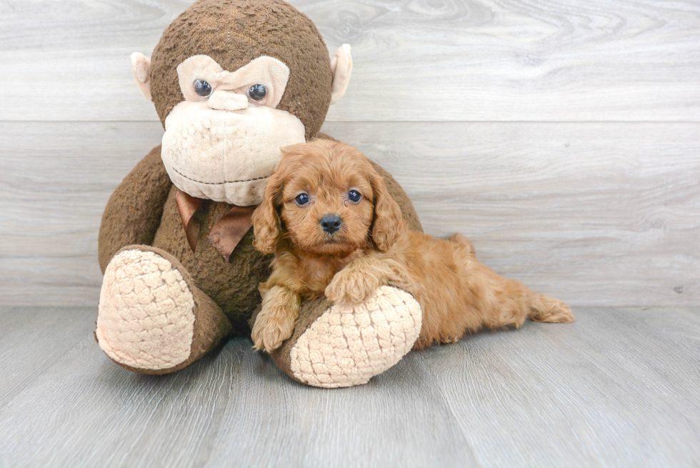 Fluffy Cavapoo Poodle Mix Pup