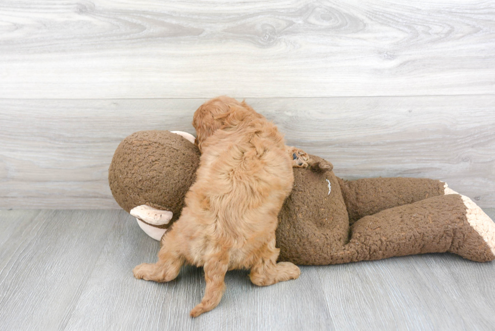 Cavapoo Pup Being Cute