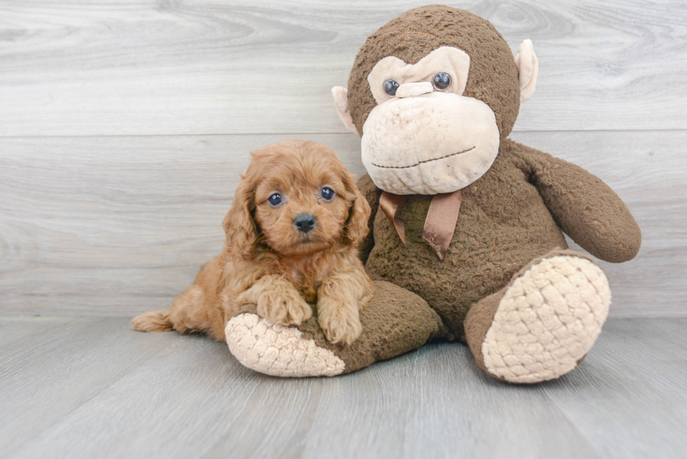 Best Cavapoo Baby