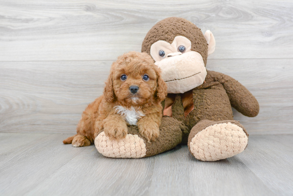 Friendly Cavapoo Baby