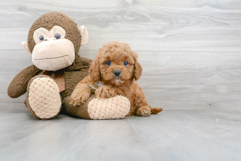 Best Cavapoo Baby