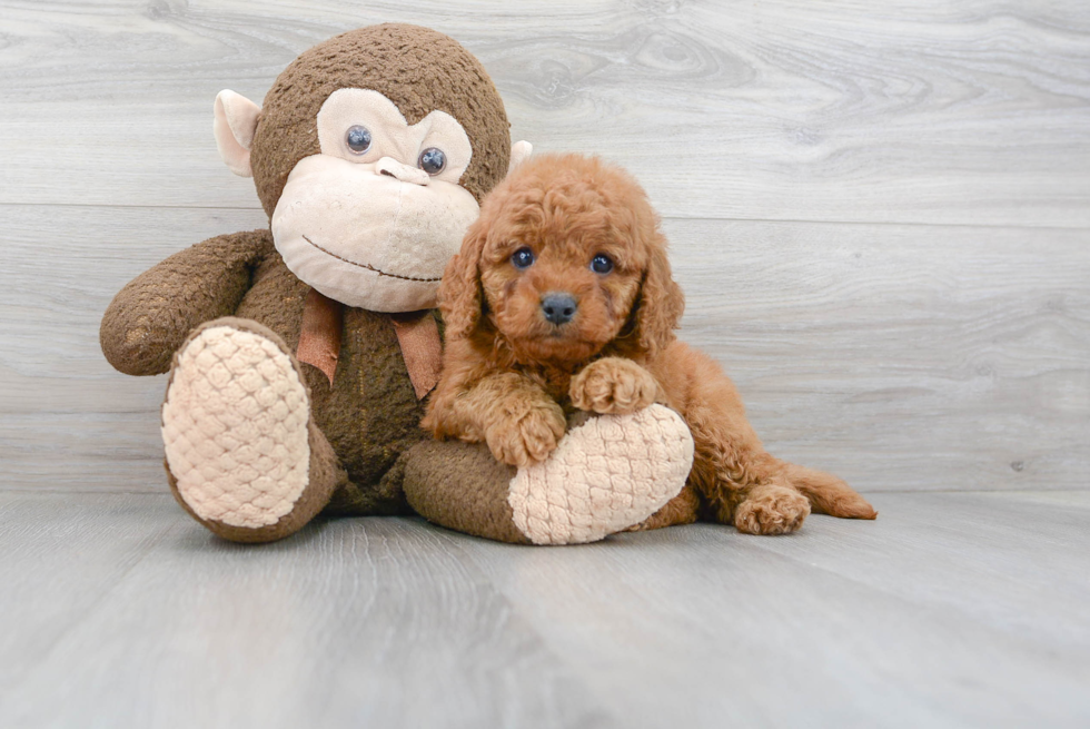 Hypoallergenic Cavoodle Poodle Mix Puppy