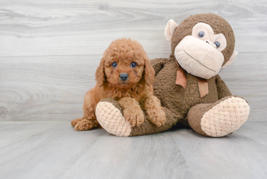 Smart Cavapoo Poodle Mix Pup