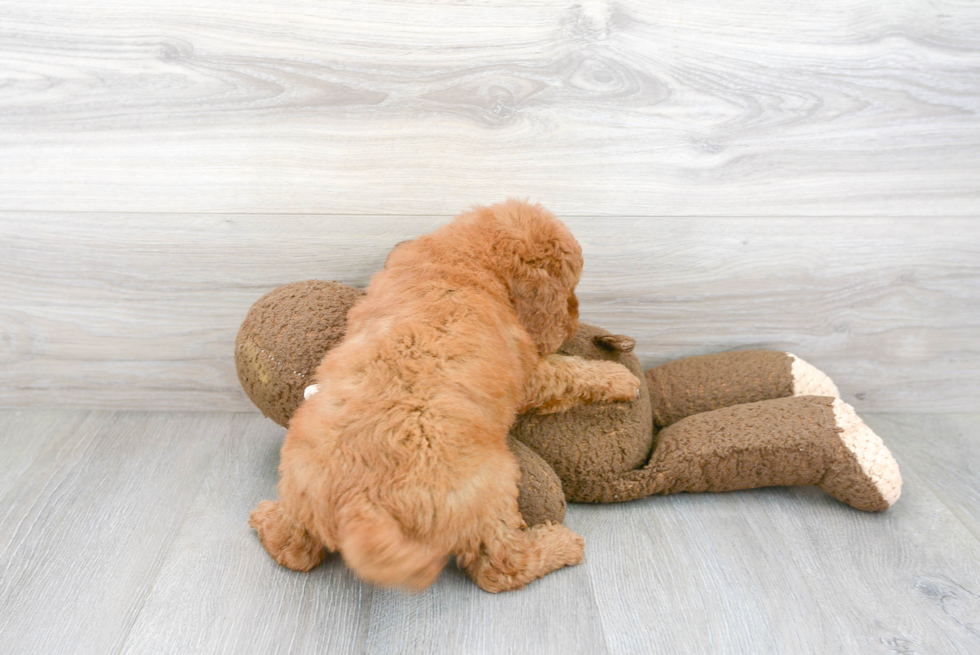 Fluffy Cavapoo Poodle Mix Pup