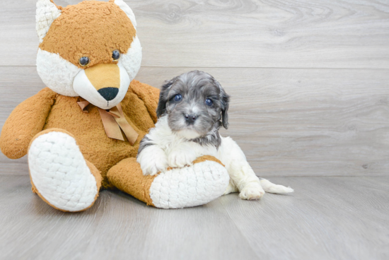 Funny Cavapoo Poodle Mix Pup