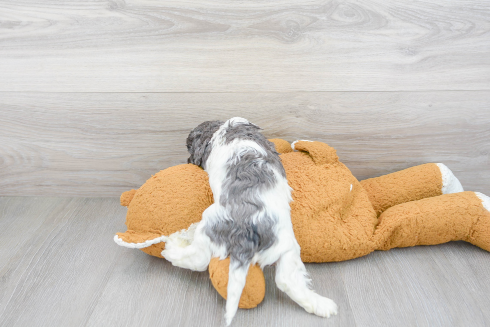 Friendly Cavapoo Baby