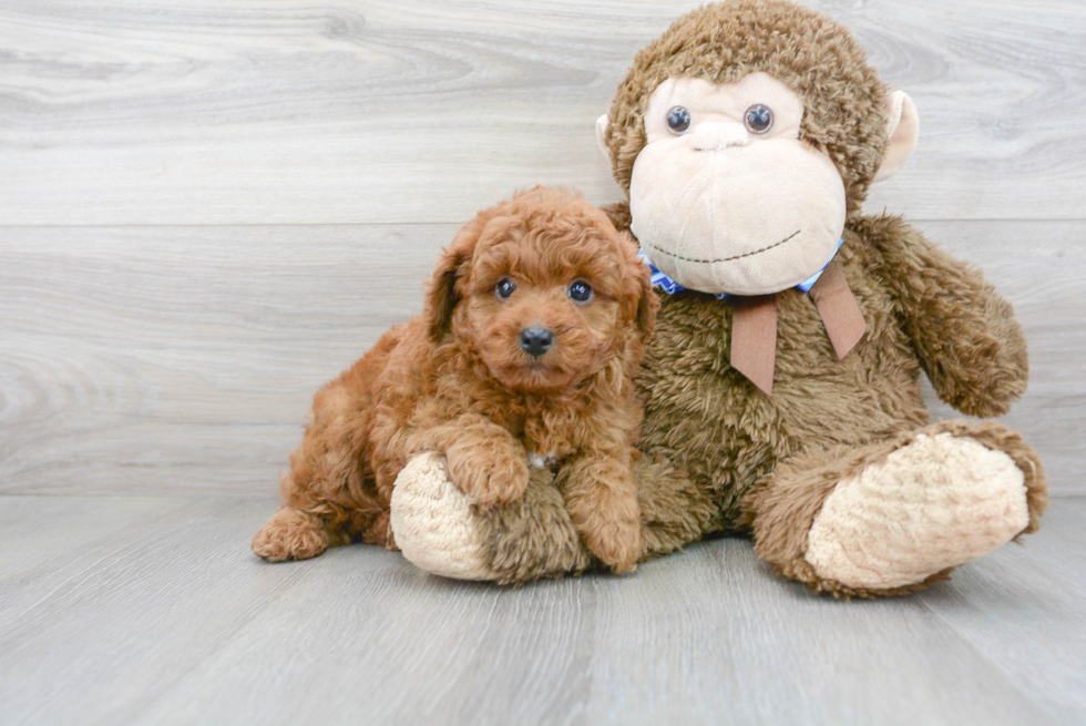 Smart Cavapoo Poodle Mix Pup