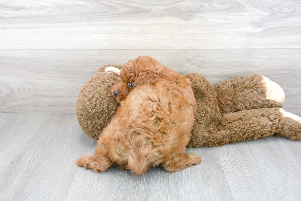 Little Cavoodle Poodle Mix Puppy