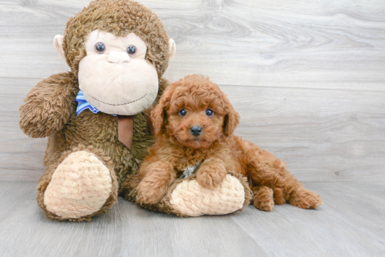 Adorable Cavoodle Poodle Mix Puppy