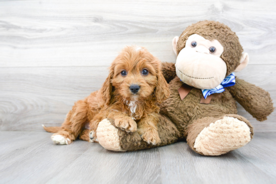 Adorable Cavoodle Poodle Mix Puppy