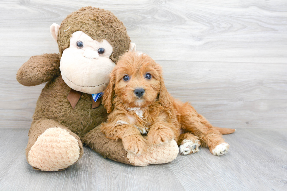 Cavapoo Pup Being Cute