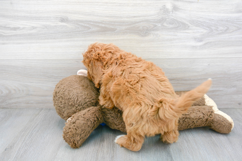 Energetic Cavoodle Poodle Mix Puppy