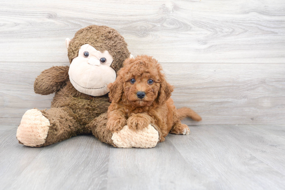 Cavapoo Puppy for Adoption