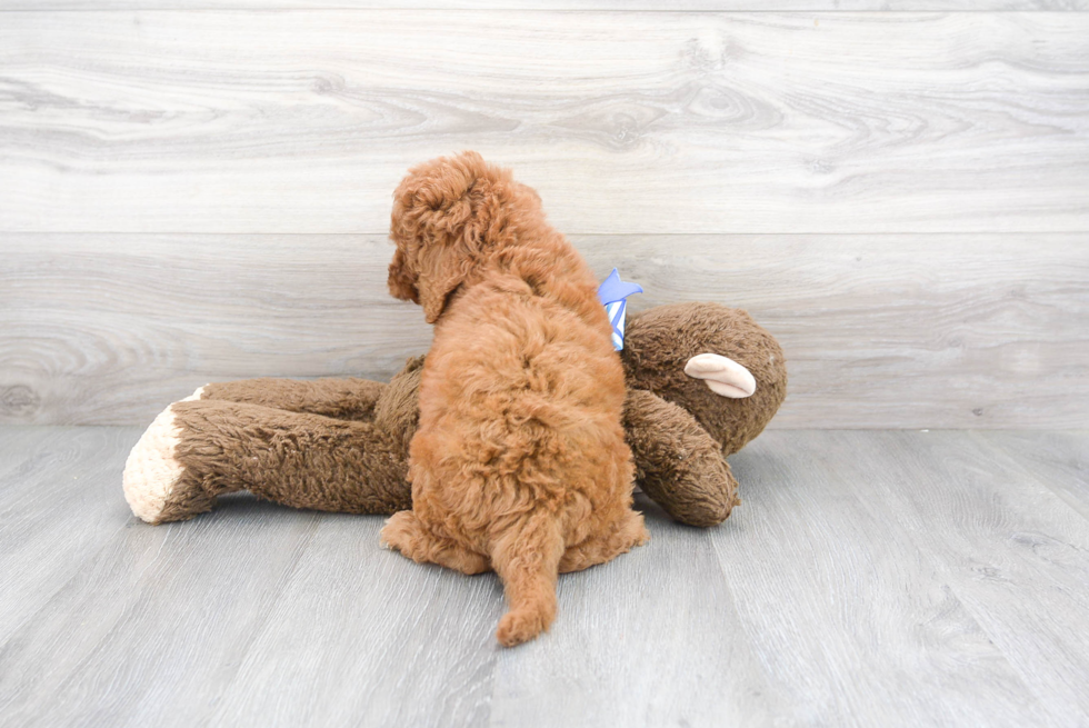 Sweet Cavapoo Baby