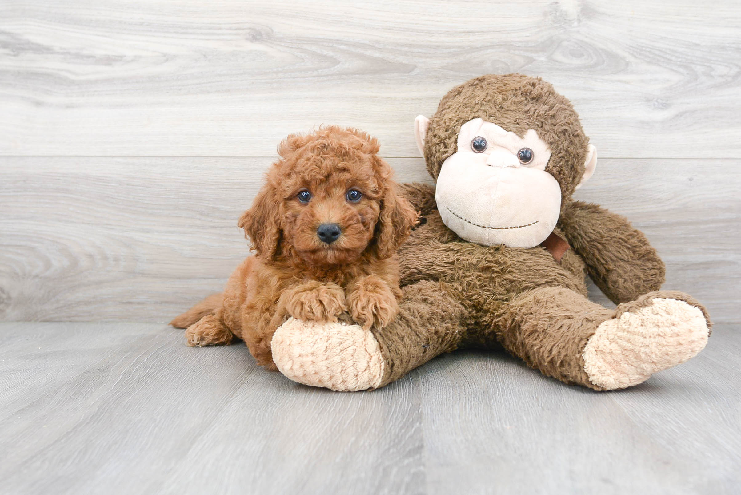 Energetic Cavoodle Poodle Mix Puppy