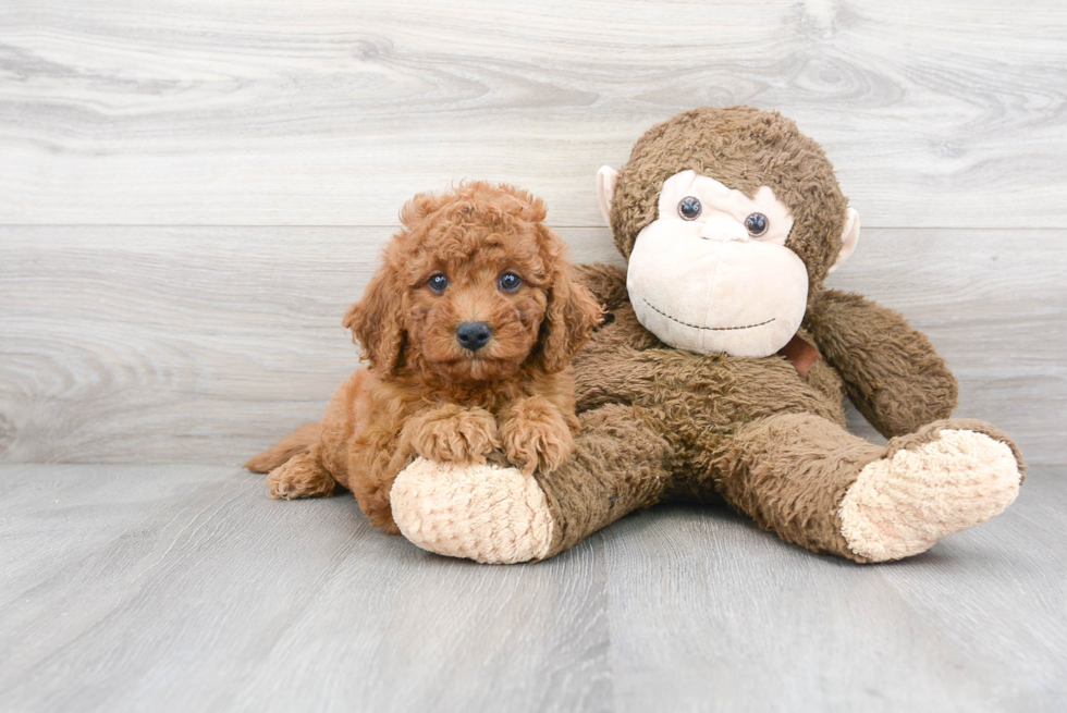 Energetic Cavoodle Poodle Mix Puppy