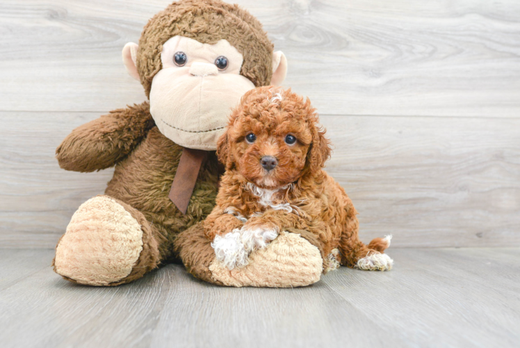 Cute Cavapoo Baby