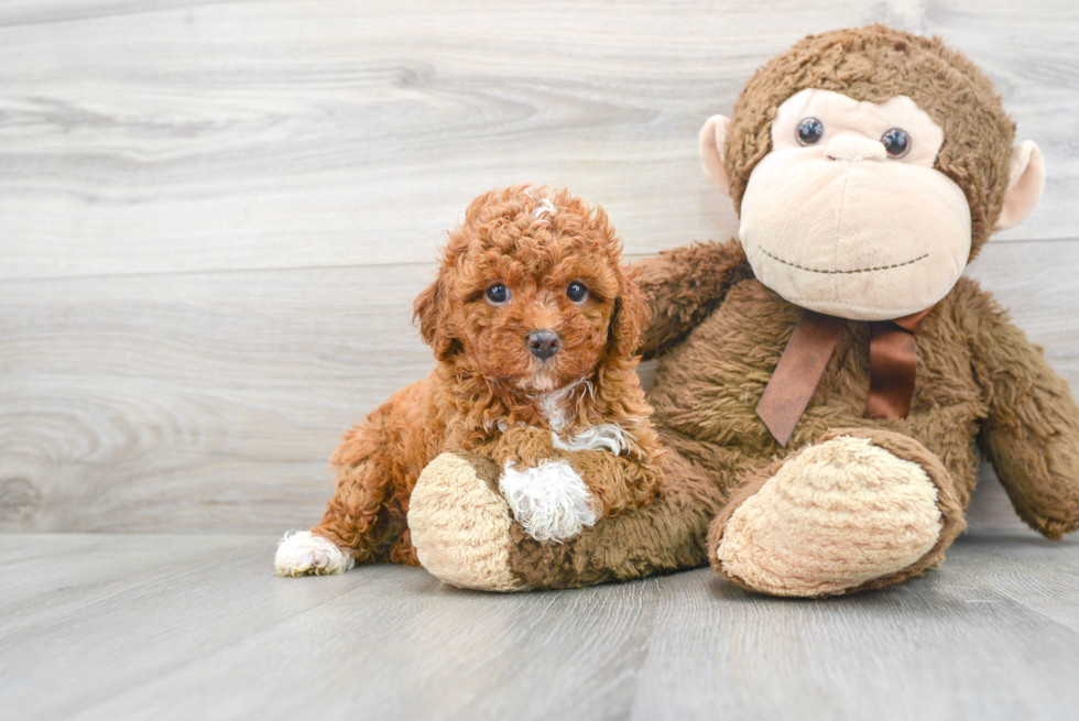 Cavapoo Puppy for Adoption