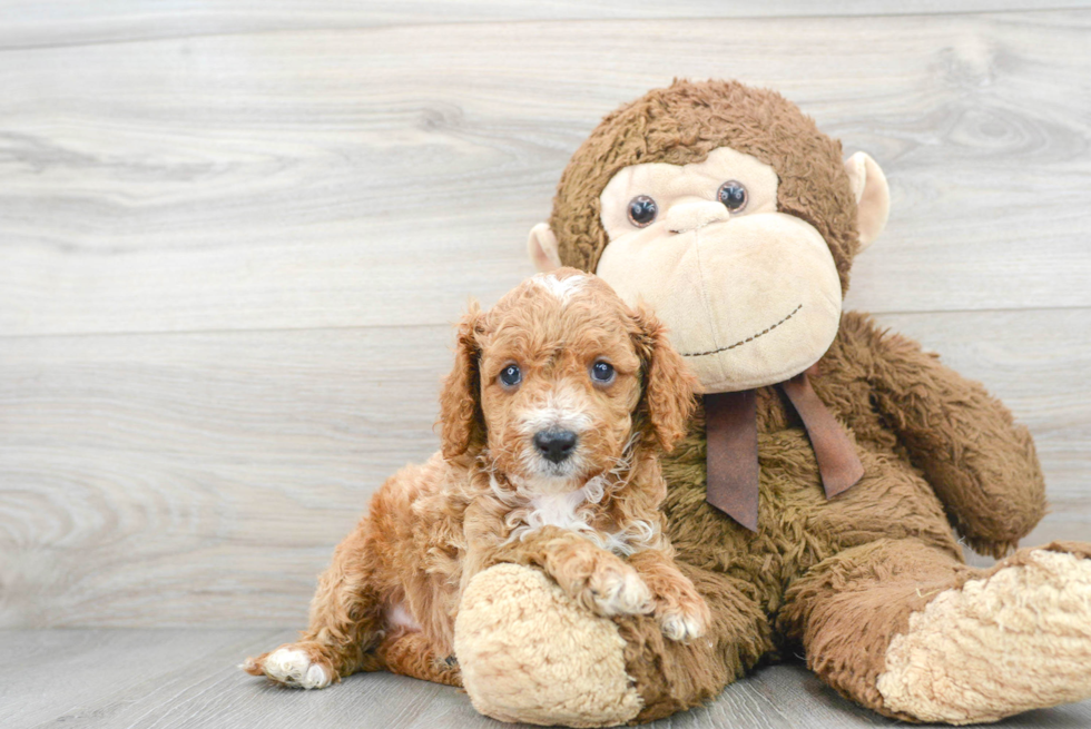 Friendly Cavapoo Baby