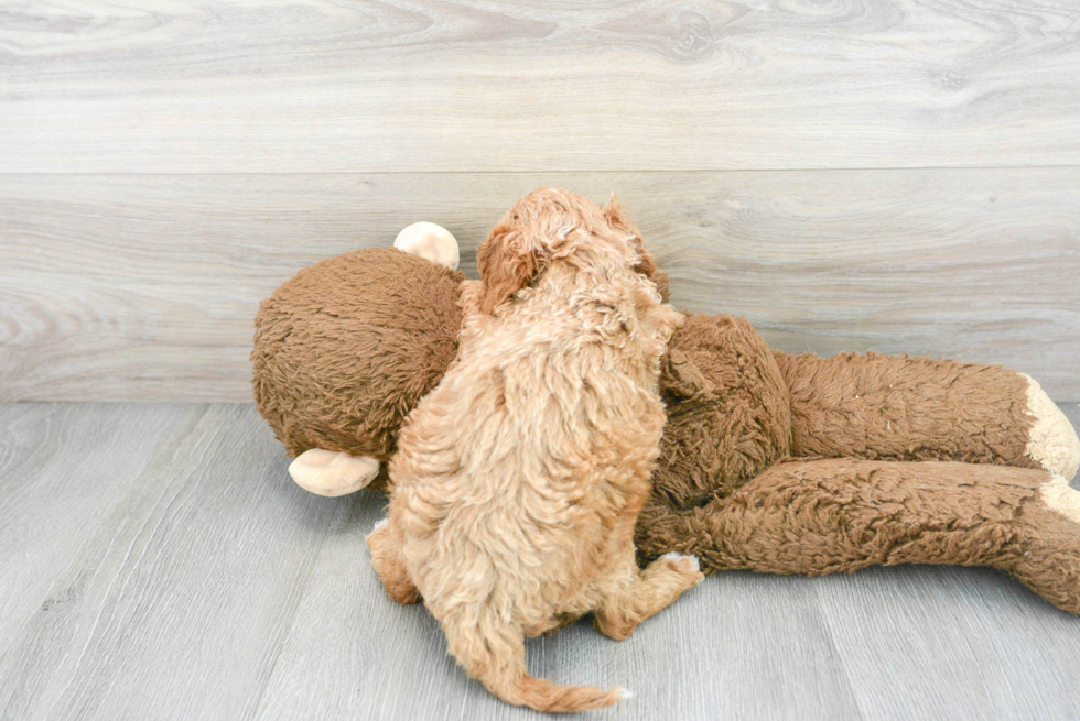 Cavapoo Pup Being Cute