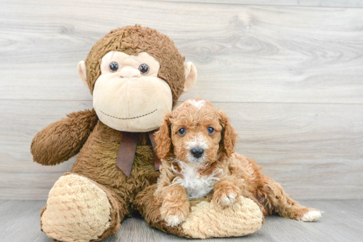 Smart Cavapoo Poodle Mix Pup