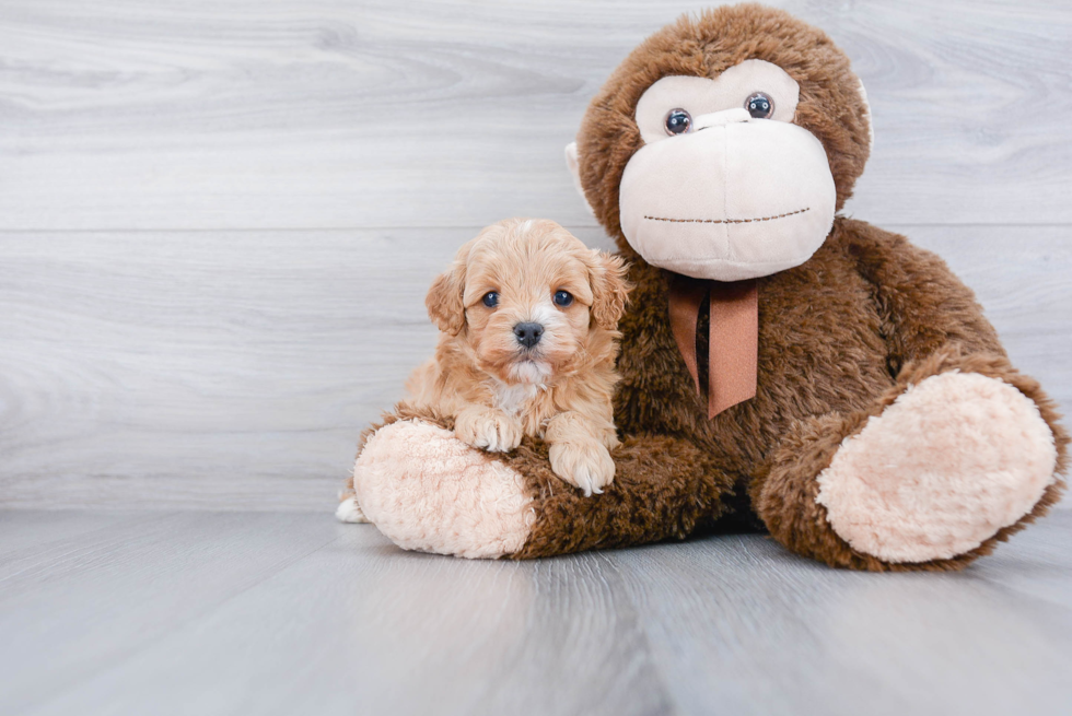 Best Cavapoo Baby