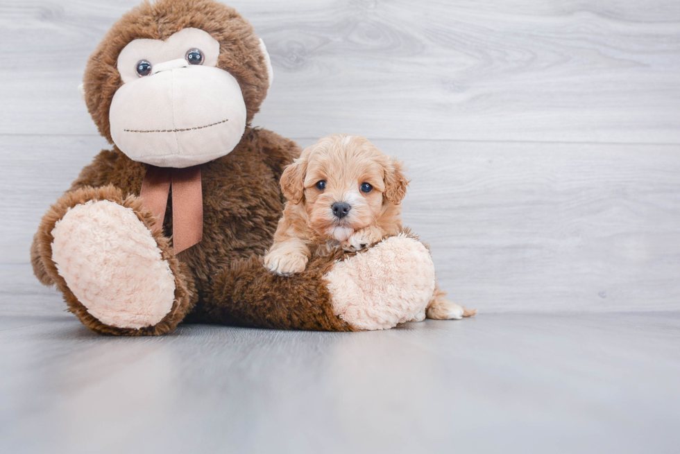 Playful Cavoodle Poodle Mix Puppy