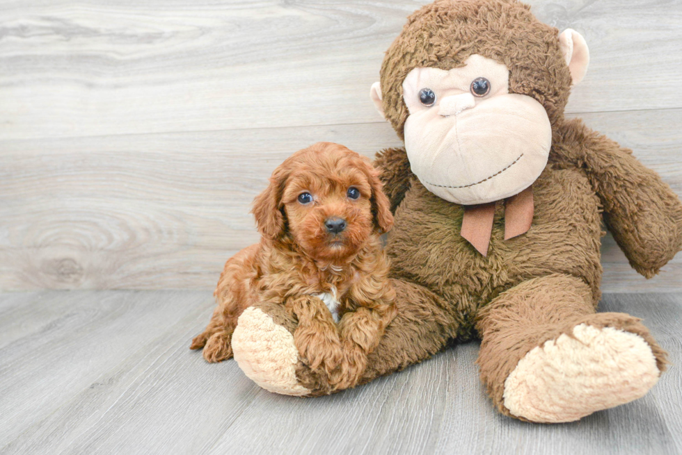 Playful Cavoodle Poodle Mix Puppy